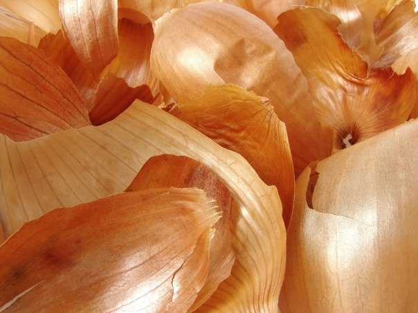 ЛУКОВАЯ ШЕЛУХА - КЛАД ДЛЯ ДАЧНИКА ЛУКОВАЯ ШЕЛУХА - КЛАД ДЛЯ ДАЧНИКА