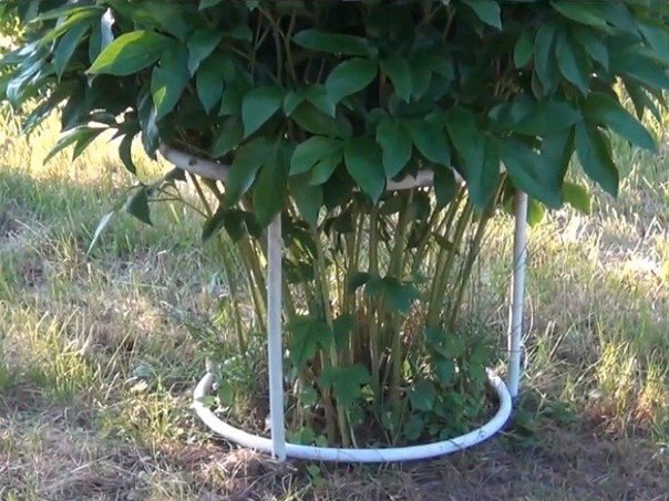 КОНСТРУКЦИЯ ДЛЯ ПОДВЯЗКИ......НАПРИМЕР ПИОНОВ КОНСТРУКЦИЯ ДЛЯ ПОДВЯЗКИ......НАПРИМЕР ПИОНОВ