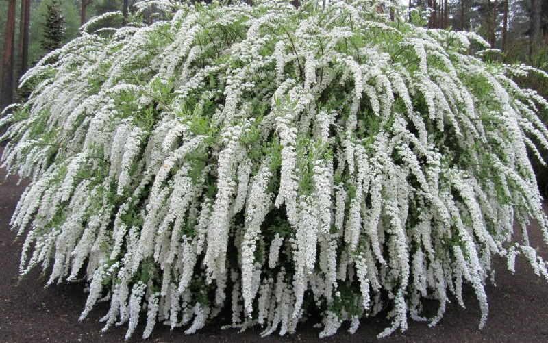 Сбор заказов. Декоративные и плодовые кустарники и деревья от питомника ГарденФлора. Сбор заказов. Декоративные и плодовые кустарники и деревья от питомника ГарденФлора.