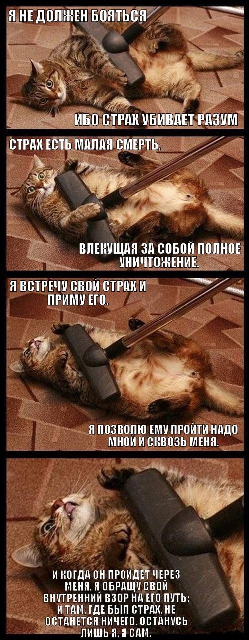 Котик Котик