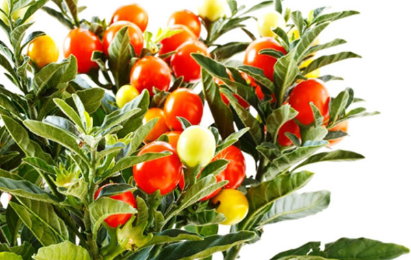 Еще про ашвагандху Еще про ашвагандху