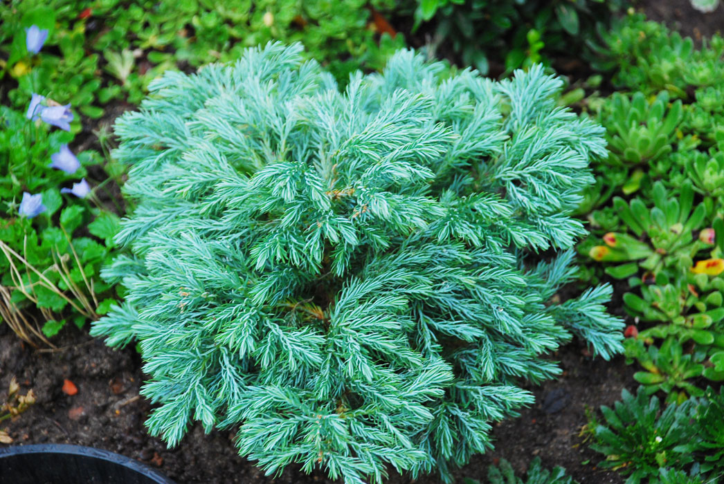 Сбор заказов. Декоративные растения. Хвойники, кустарники, многолетники, плодовые!! Цены просто замечательные! Выкуп 3 Сбор заказов. Декоративные растения. Хвойники, кустарники, многолетники, плодовые!! Цены просто замечательные! Выкуп 3