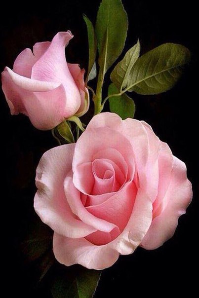 Хорошего настроения! Хорошего настроения!