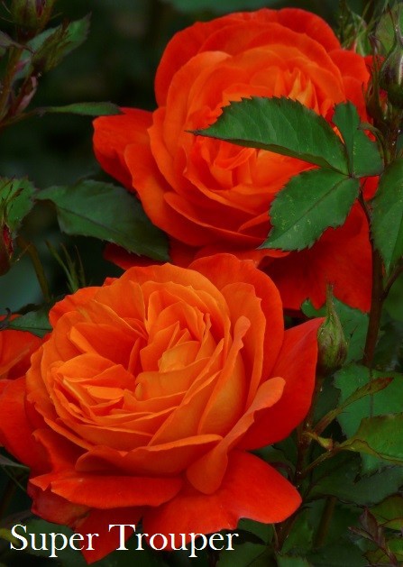 Сбор заказов. Розы Братья Топалович 2017. Сбор заказов. Розы Братья Топалович 2017.