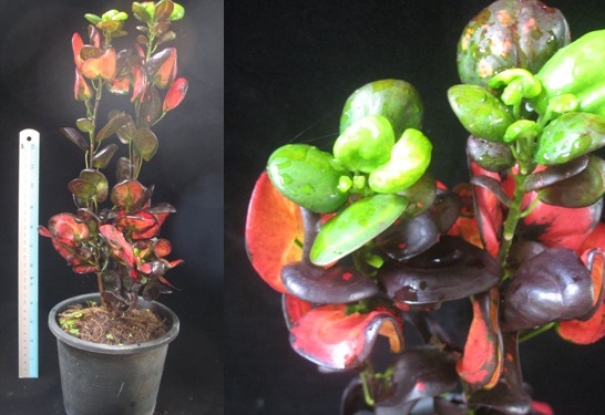 В пристрое появили Codiaeum. Сорта разные В пристрое появили Codiaeum. Сорта разные