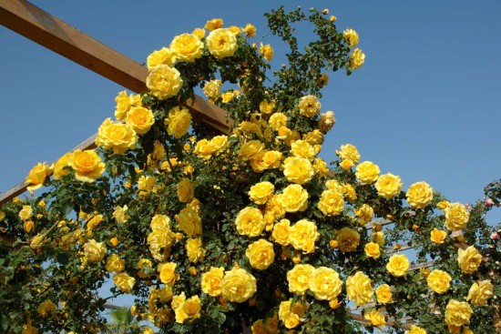 Сбор заказов. Розы Садовита. Сбор заказов. Розы Садовита.