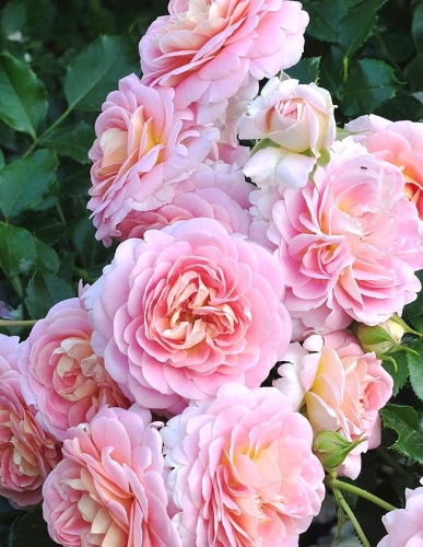 Сбор заказов. Саженцы роз. Более 100 сортов на Ваш выбор. И просто неприлично низкие цены! Выкуп 2 Сбор заказов. Саженцы роз. Более 100 сортов на Ваш выбор. И просто неприлично низкие цены! Выкуп 2