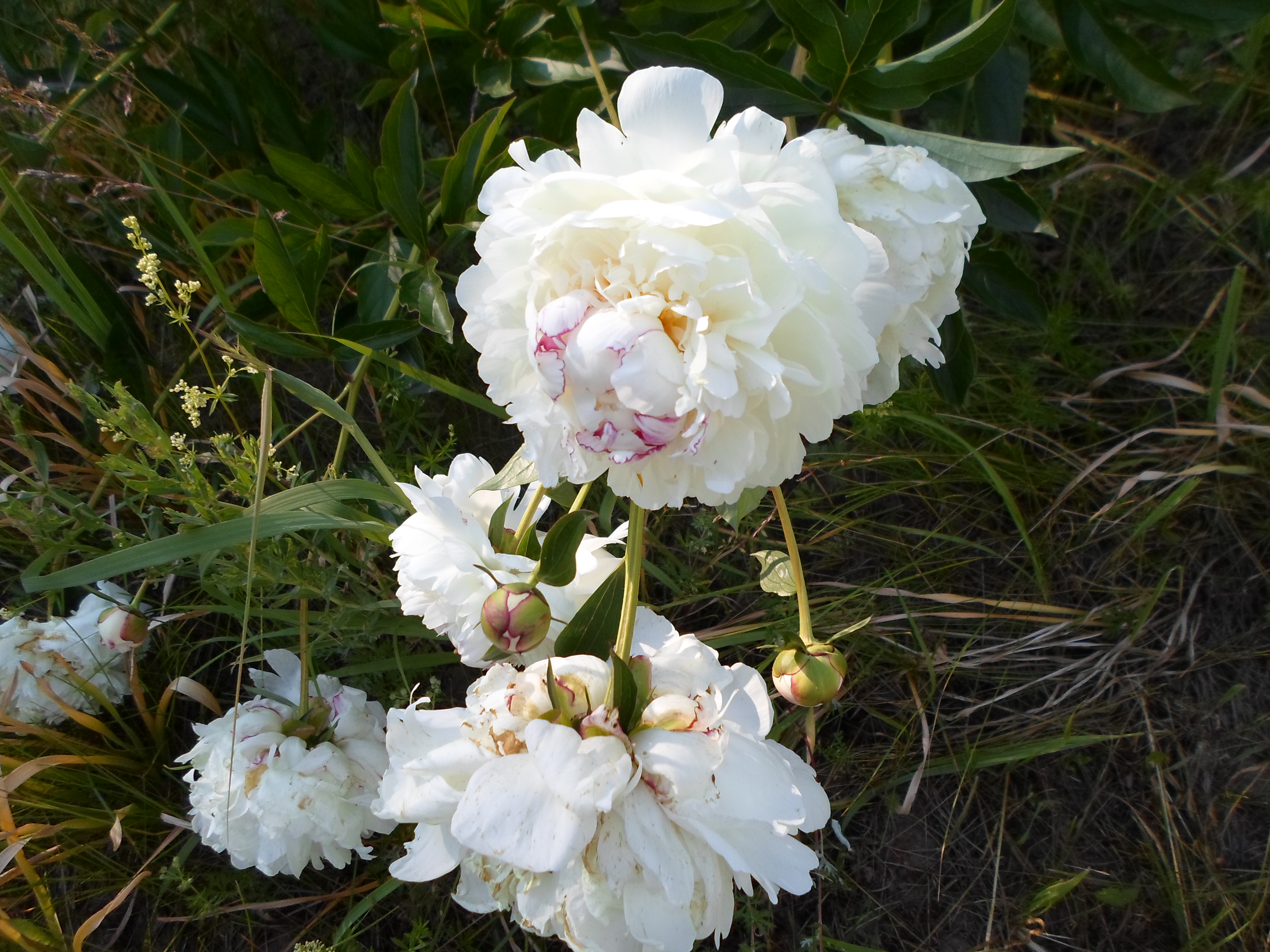 Лилейники, пионы, флоксы ищут уютное место на вашей клумбе) Лилейники, пионы, флоксы ищут уютное место на вашей клумбе)