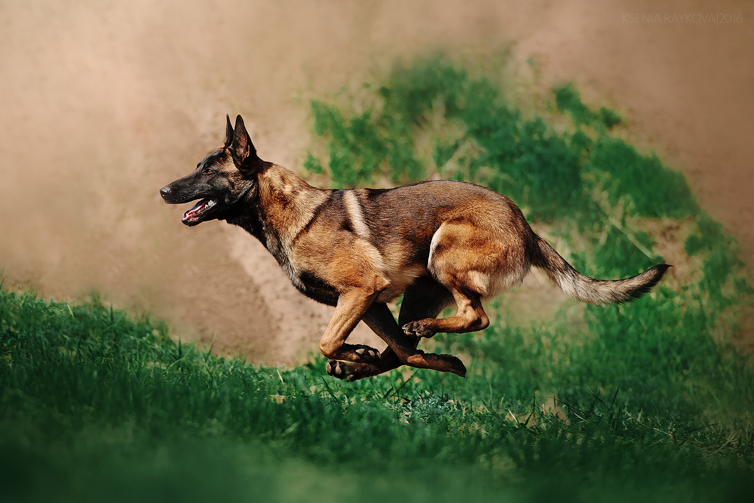 В НАЛИЧИИ СУХИЕ КОРМА В НАЛИЧИИ СУХИЕ КОРМА