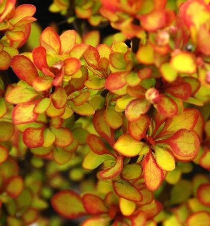 Декоративные растения. Хвойники, кустарники, многолетники, плодовые!! Цены просто замечательные! Выкуп 4 Декоративные растения. Хвойники, кустарники, многолетники, плодовые!! Цены просто замечательные! Выкуп 4