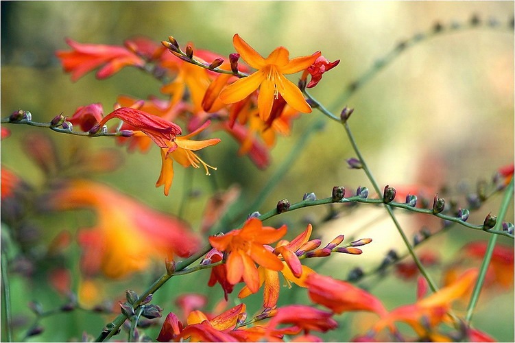 Сбор заказов. Декоративные растения с частого хозяйства Gardenia, украшение для Вашего сада. Акции, подарки всем! Выкуп 4 Сбор заказов. Декоративные растения с частого хозяйства Gardenia, украшение для Вашего сада. Акции, подарки всем! Выкуп 4