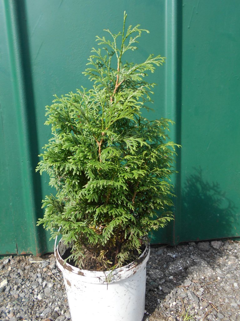 Растения в наличии Растения в наличии