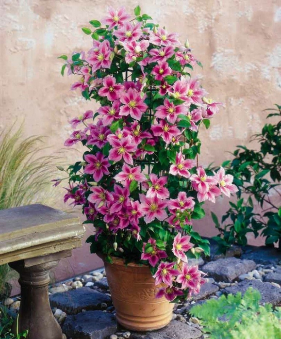 КЛЕМАТИСЫ - Красота своими руками! Посадка и Уход! Укрытие на зиму! КЛЕМАТИСЫ - Красота своими руками! Посадка и Уход! Укрытие на зиму!