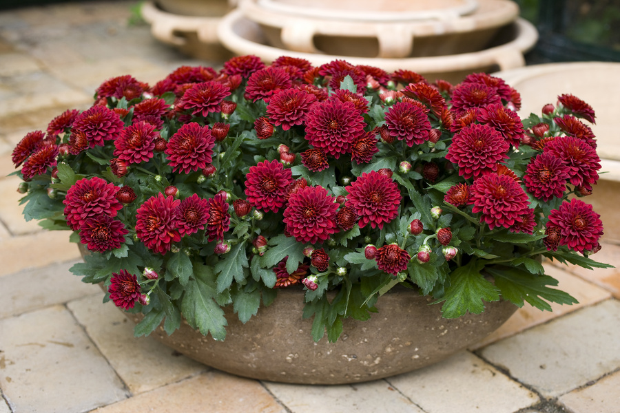 Комнатные растения и все для них! Горшки, кашпо, удобрения, декоративные грунты, аксессуары. Попробуем собрать к дню учителя? Комнатные растения и все для них! Горшки, кашпо, удобрения, декоративные грунты, аксессуары. Попробуем собрать к дню учителя?