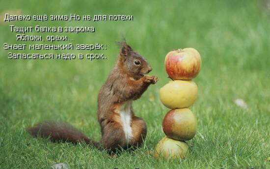 Сбор заказов. Орехи, сухофрукты, семечки - природные витамины спешат на помощь!-8 Сбор заказов. Орехи, сухофрукты, семечки - природные витамины спешат на помощь!-8