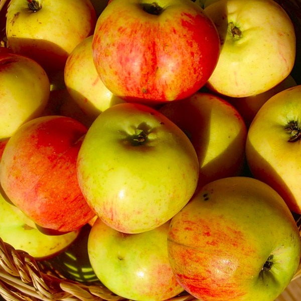 Огромный пристрой по плодовым. Колоновидные яблони, груши, черешня, слива, абрикос, вишня и т.д. Кто не успел - разбирайте! Огромный пристрой по плодовым. Колоновидные яблони, груши, черешня, слива, абрикос, вишня и т.д. Кто не успел - разбирайте!