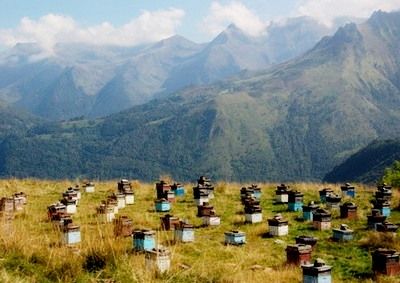 Сбор заказов. Мёд алтайский, липовый, гречишный. Мёд нектарный 100%. Пыльца с мёдом. Мёд в сотах. Выкуп 1 Сбор заказов. Мёд алтайский, липовый, гречишный. Мёд нектарный 100%. Пыльца с мёдом. Мёд в сотах. Выкуп 1