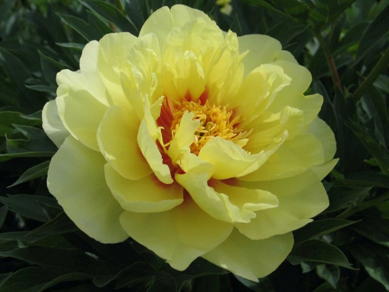 Предзаказ на весну 2017! Розы, клематисы, пионы древовидные от известного поставщика. Отличное качество от компании Предзаказ на весну 2017! Розы, клематисы, пионы древовидные от известного поставщика. Отличное качество от компании