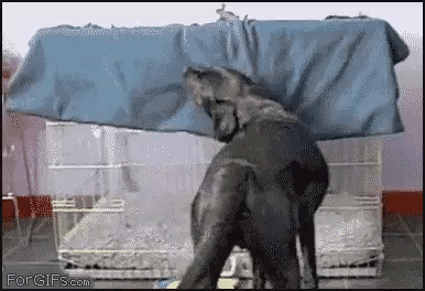 Видео Видео