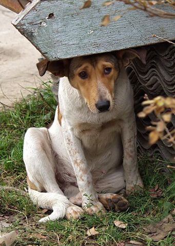 Собака Собака