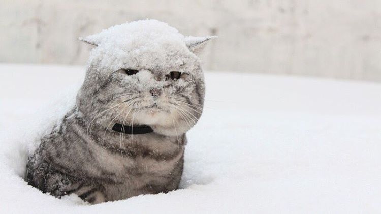 Сбор заказов. Много брендовых часов, сумок и полюбившим всем в расчесок tangleteezer. Готовим подарки своим родным на новый год, так же есть подарочные халаты. Последний в этом году. Выкуп 10 Сбор заказов. Много брендовых часов, сумок и полюбившим всем в расчесок tangleteezer. Готовим подарки своим родным на новый год, так же есть подарочные халаты. Последний в этом году. Выкуп 10