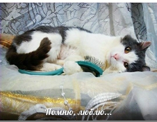 В субботу Плюш ушёл от меня навсегда. Я плачу от боли.. В субботу Плюш ушёл от меня навсегда. Я плачу от боли..