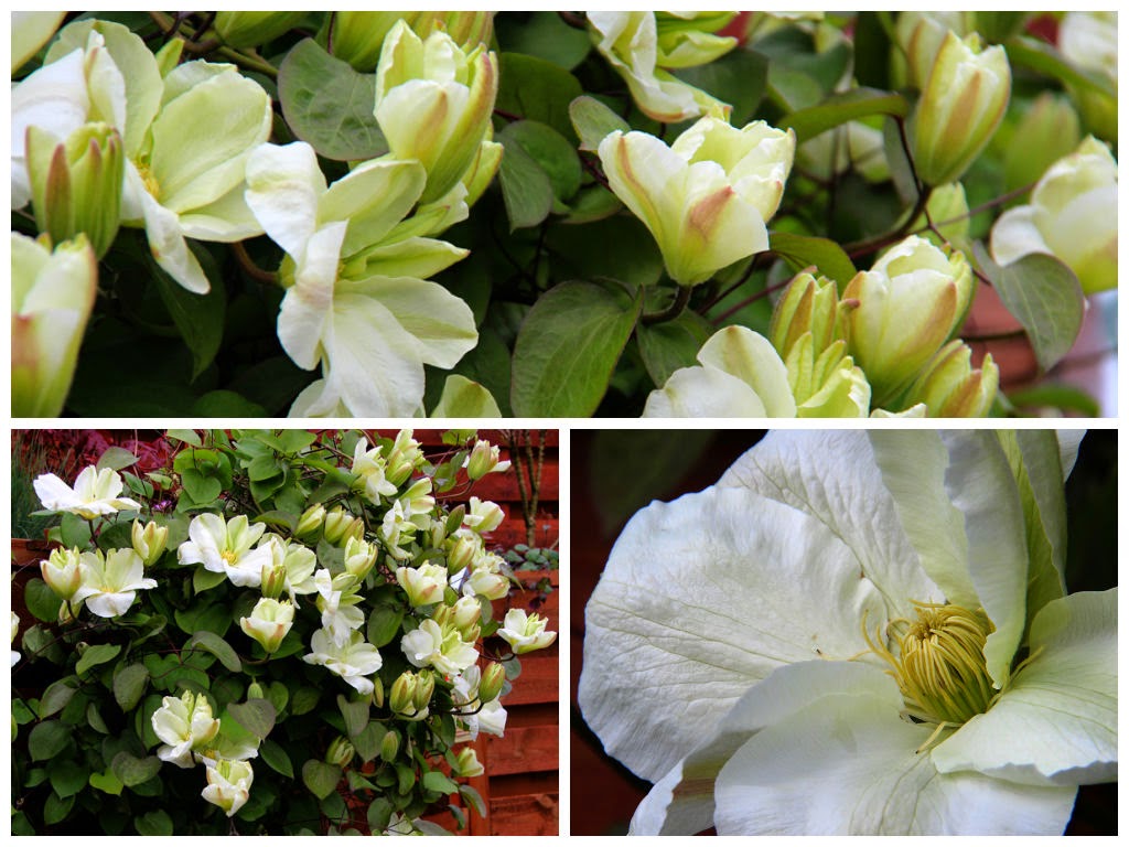 Сбор заказов. Шикарные красавцы. Цветочный водопад, чарующий взор. Клематисы! Волшебные цены и невероятное количество новинок!! Вам очень понравится!!! Сбор заказов. Шикарные красавцы. Цветочный водопад, чарующий взор. Клематисы! Волшебные цены и невероятное количество новинок!! Вам очень понравится!!!