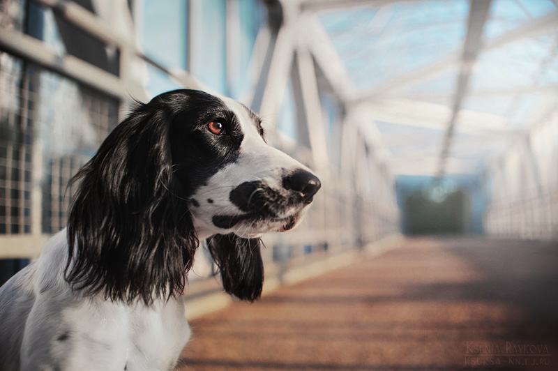 Свободный склад сухих кормов Свободный склад сухих кормов