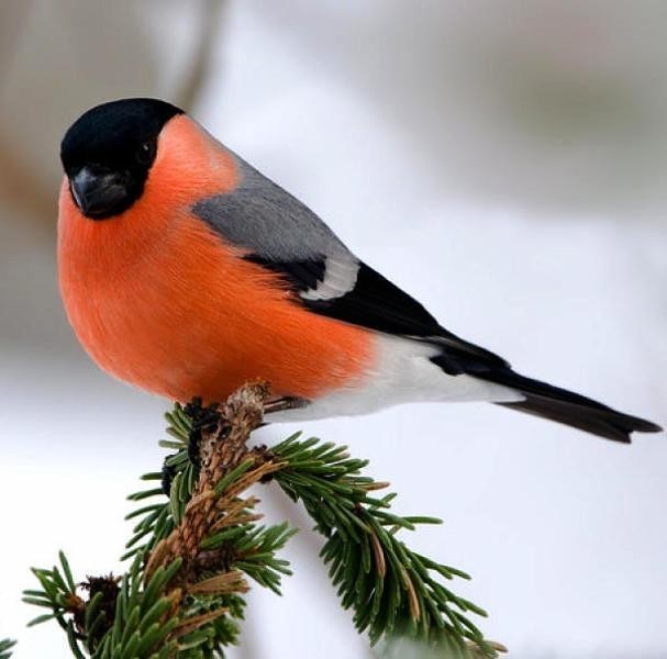 Сегодня последний день осени..... Сегодня последний день осени.....