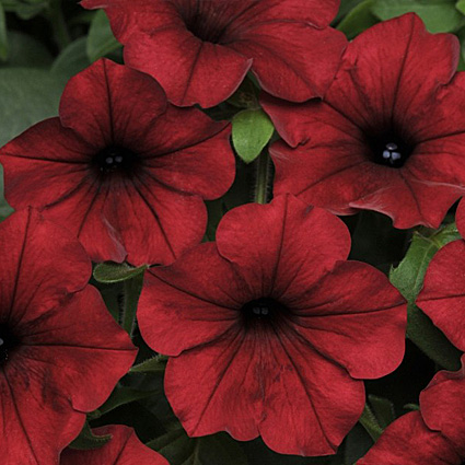 Сбор заказов. Профессиональные семена растений. Теперь и удобрения. Выкуп 5. Сбор заказов. Профессиональные семена растений. Теперь и удобрения. Выкуп 5.