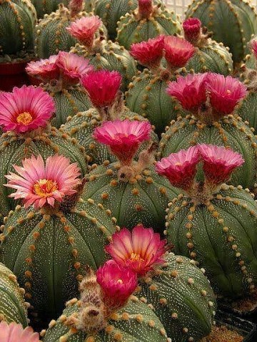 НЕОБЫКНОВЕННЫЕ РАСТЕНИЯ. УДИВИТЕЛЬНЫЕ КАКТУСЫ -1 НЕОБЫКНОВЕННЫЕ РАСТЕНИЯ. УДИВИТЕЛЬНЫЕ КАКТУСЫ -1