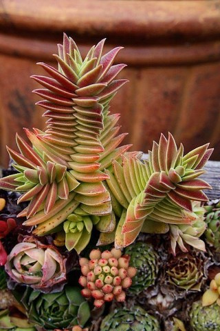 НЕОБЫКНОВЕННЫЕ РАСТЕНИЯ. УДИВИТЕЛЬНЫЕ КАКТУСЫ - 2 НЕОБЫКНОВЕННЫЕ РАСТЕНИЯ. УДИВИТЕЛЬНЫЕ КАКТУСЫ - 2