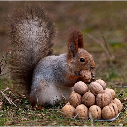 Сбор заказов. Орехи, сухофрукты, семечки - природные витамины спешат на помощь!-10 Сбор заказов. Орехи, сухофрукты, семечки - природные витамины спешат на помощь!-10