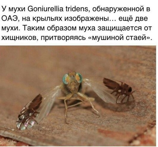 Бляха-муха... Бляха-муха...