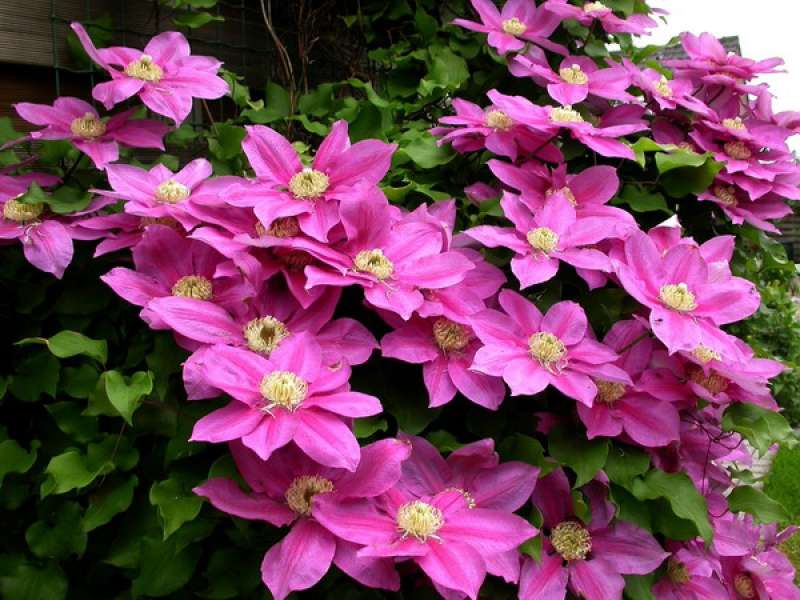 ПРИСТРОЙ!!! КЛЕМАТИСЫ!!! ПОПОЛНИТЕ СВОЮ КОЛЛЕКЦИЮ ВЕЛИКОЛЕПНЫМИ СОРТАМИ!!! ОЧЕНЬ МНОГО НОВИНОК!!! ПРИСТРОЙ!!! КЛЕМАТИСЫ!!! ПОПОЛНИТЕ СВОЮ КОЛЛЕКЦИЮ ВЕЛИКОЛЕПНЫМИ СОРТАМИ!!! ОЧЕНЬ МНОГО НОВИНОК!!!