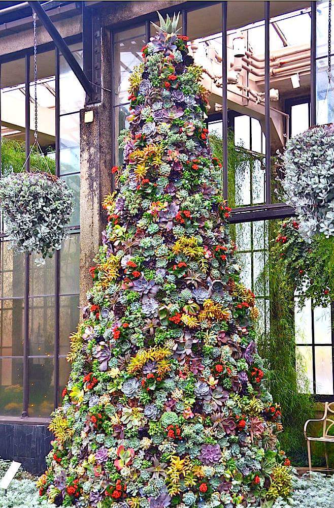 Ель из суккулентов Ель из суккулентов