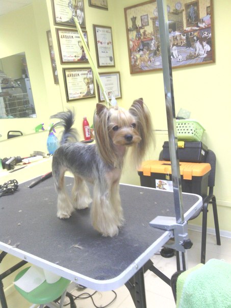 Груминг собак и кошек в салонах Нижнего Новгорода. Груминг собак и кошек в салонах Нижнего Новгорода.