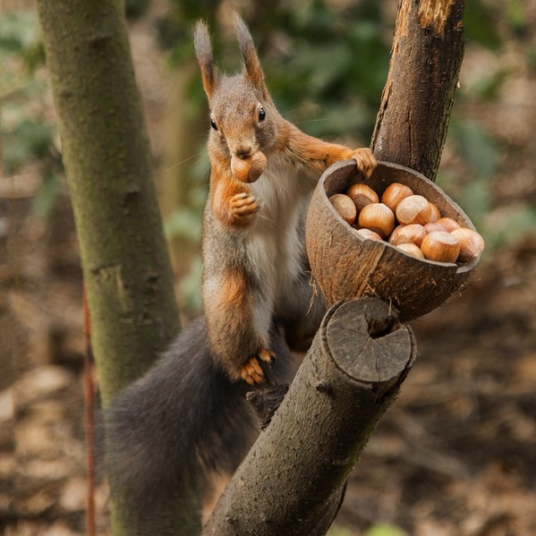 Сбор заказов. Орехи, сухофрукты, семечки - природные витамины спешат на помощь!-11 Сбор заказов. Орехи, сухофрукты, семечки - природные витамины спешат на помощь!-11