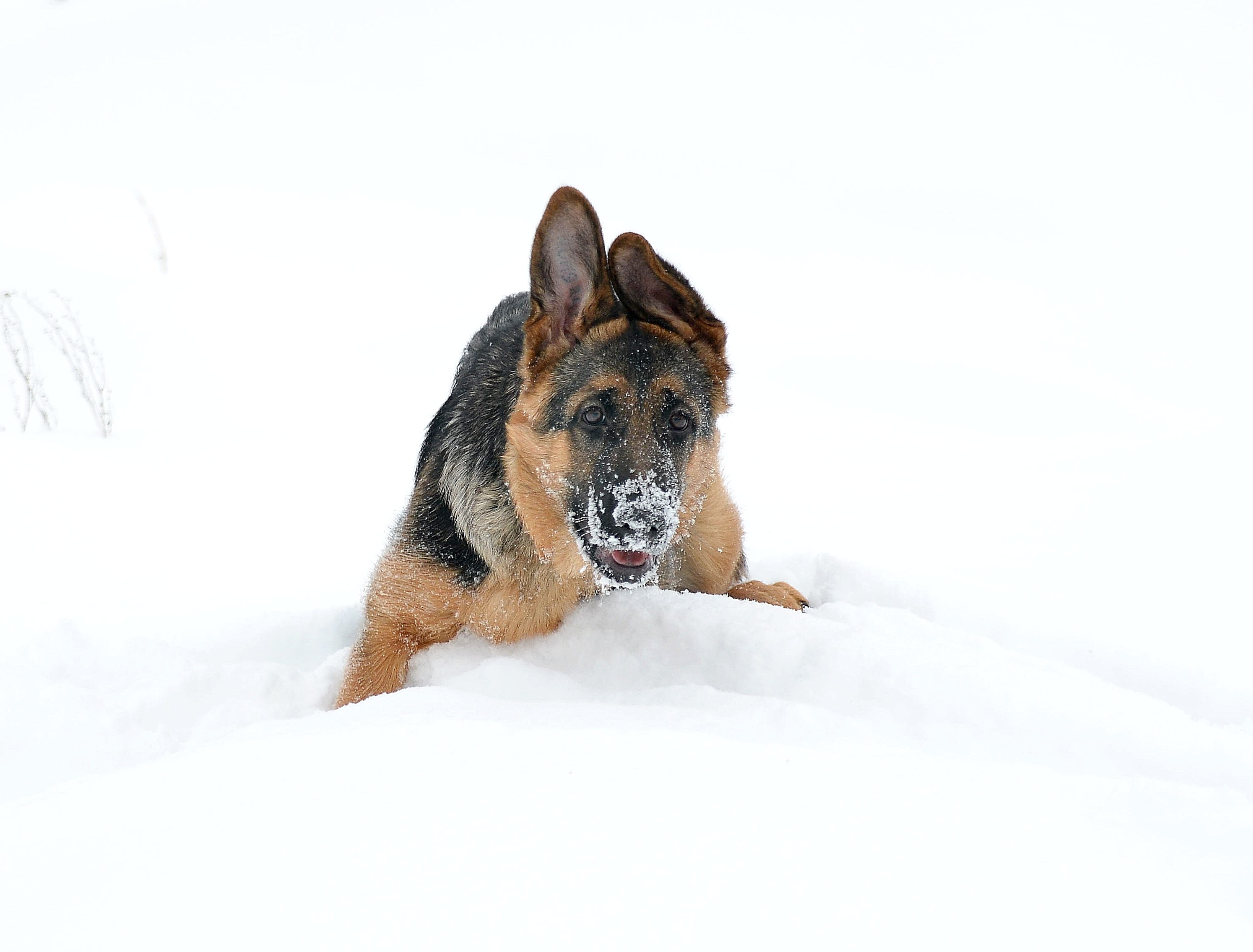 собачьи фотопрогулки собачьи фотопрогулки