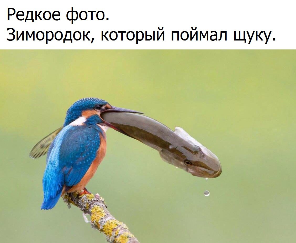 Удачный кадр Удачный кадр