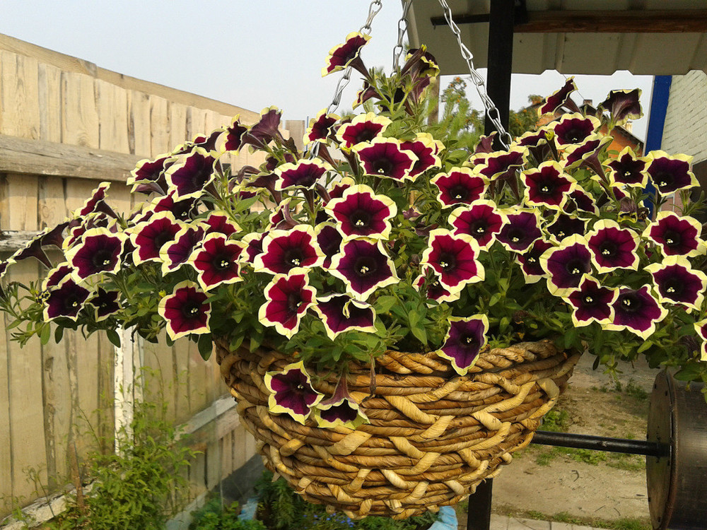 ***Красавица*** ПЕТУНЬЯ Посадка рассады ***Красавица*** ПЕТУНЬЯ Посадка рассады