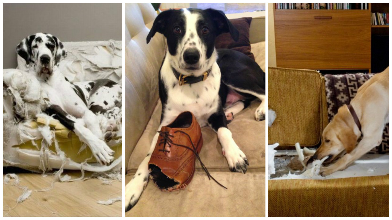 Если у Вас в доме есть собака или щенок Если у Вас в доме есть собака или щенок