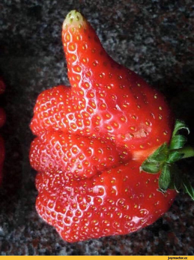 КЛУБНИКА: Советы из опыта любителей-садоводов Посадка***Уход***Вредители КЛУБНИКА: Советы из опыта любителей-садоводов Посадка***Уход***Вредители