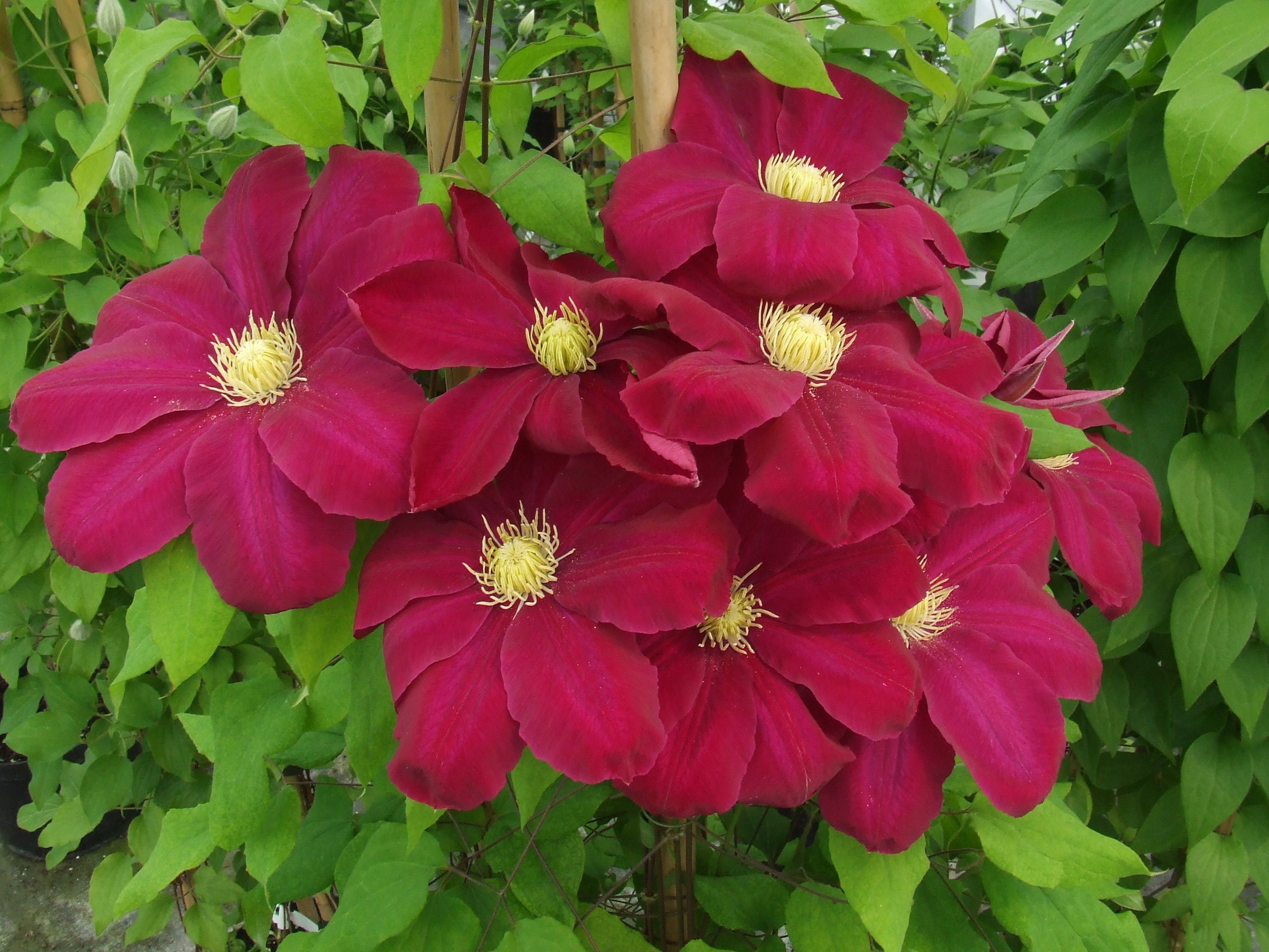 Сбор заказов. Шикарные красавцы. Цветочный водопад, чарующий взор! Все это они - клематисы! Очень много новинок. 2\17 Сбор заказов. Шикарные красавцы. Цветочный водопад, чарующий взор! Все это они - клематисы! Очень много новинок. 2\17