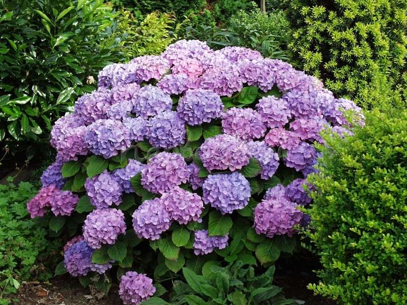 Сбор заказов. Идеал красоты. Гордая и независимая королева сада. Гортензия. Саженцы ОКС и горшки. Безумство красок, по более чем доступной цене! 2\17 Сбор заказов. Идеал красоты. Гордая и независимая королева сада. Гортензия. Саженцы ОКС и горшки. Безумство красок, по более чем доступной цене! 2\17