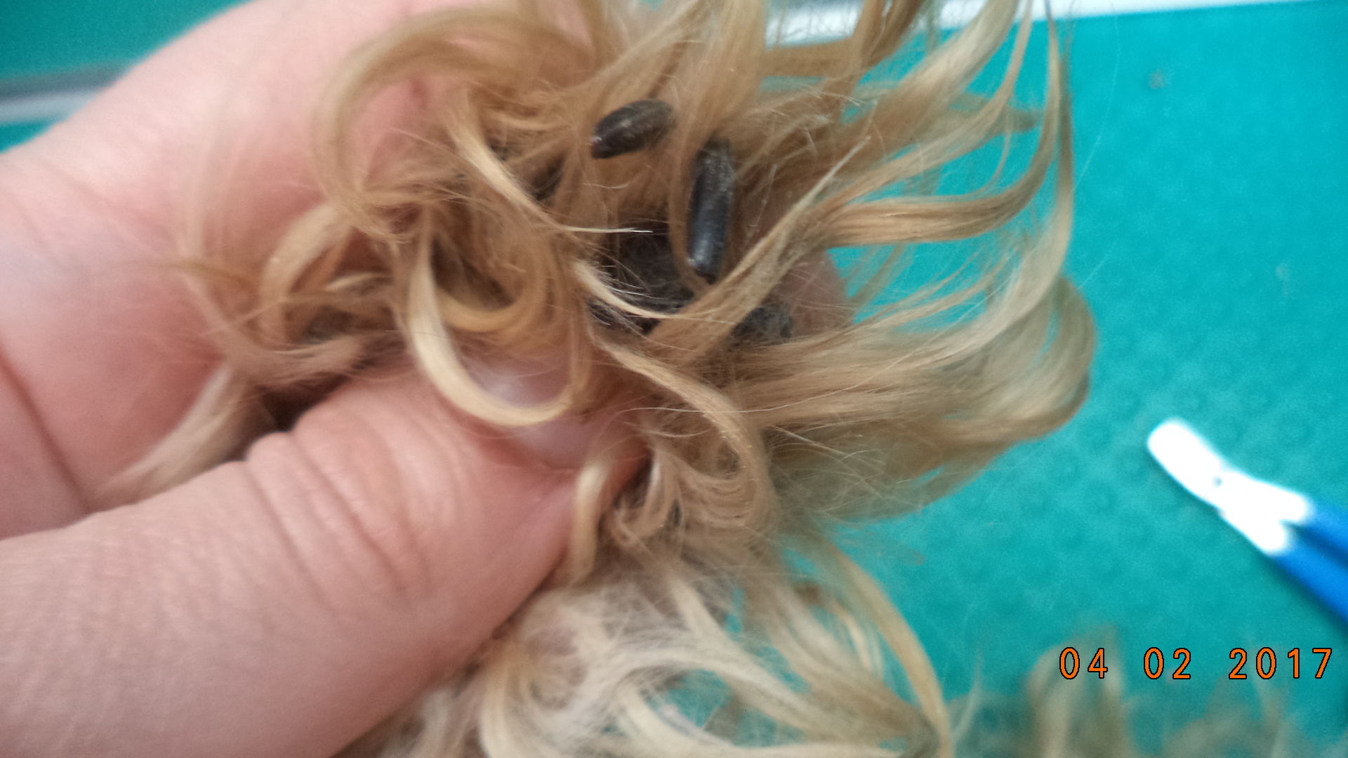 Бесплатная стрижка когтей животным в салоне. Бесплатная стрижка когтей животным в салоне.