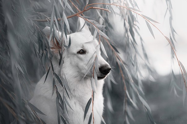 В НАЛИЧИИ СУХИЕ КОРМА BISKO (ООО Биско, Краснодарский край) В НАЛИЧИИ СУХИЕ КОРМА BISKO (ООО Биско, Краснодарский край)