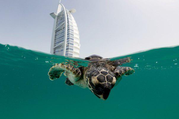 АРАБСКАЯ СКАЗКА - ЭМИРАТЫ АРАБСКАЯ СКАЗКА - ЭМИРАТЫ