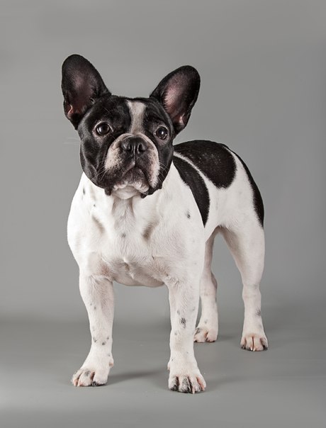 НОВИНКА! BISKO Light / БИСКО Лайт (18/10) - сухой корм для взрослых собак, склонных к полноте, малоподвижных или с избыточной массой тела, для пожилых собак. НОВИНКА! BISKO Light / БИСКО Лайт (18/10) - сухой корм для взрослых собак, склонных к полноте, малоподвижных или с избыточной массой тела, для пожилых собак.