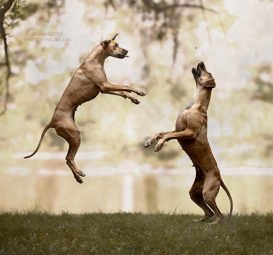 В НАЛИЧИИ СУХИЕ КОРМА BISKO (Краснодарский край, ООО БИСКО) В НАЛИЧИИ СУХИЕ КОРМА BISKO (Краснодарский край, ООО БИСКО)